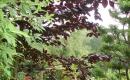 Jardin des Mélanges 