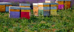 Un toit pour les Abeilles, une belle initiative - Soyez BEE2.0!