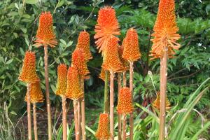 Jardin exotique de Roscoff