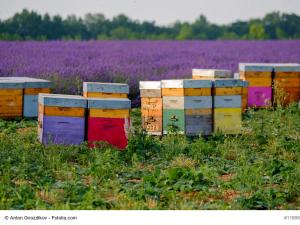  alt="Un toit pour les Abeilles, une belle initiative - Soyez BEE2.0!"