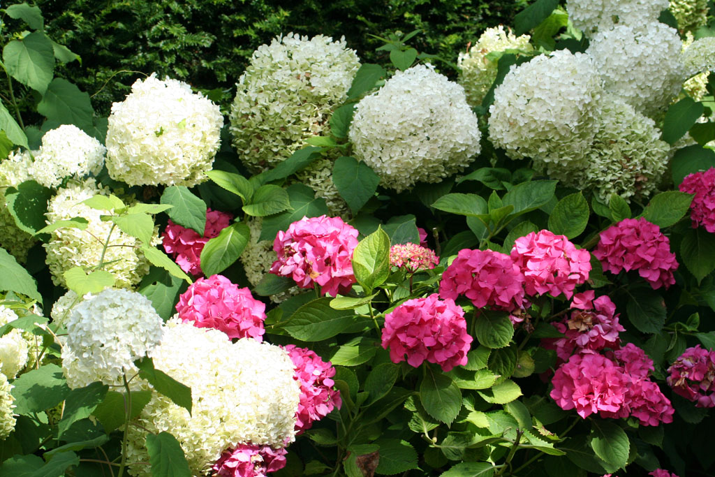 Les Jardins du Pays d'Auge
