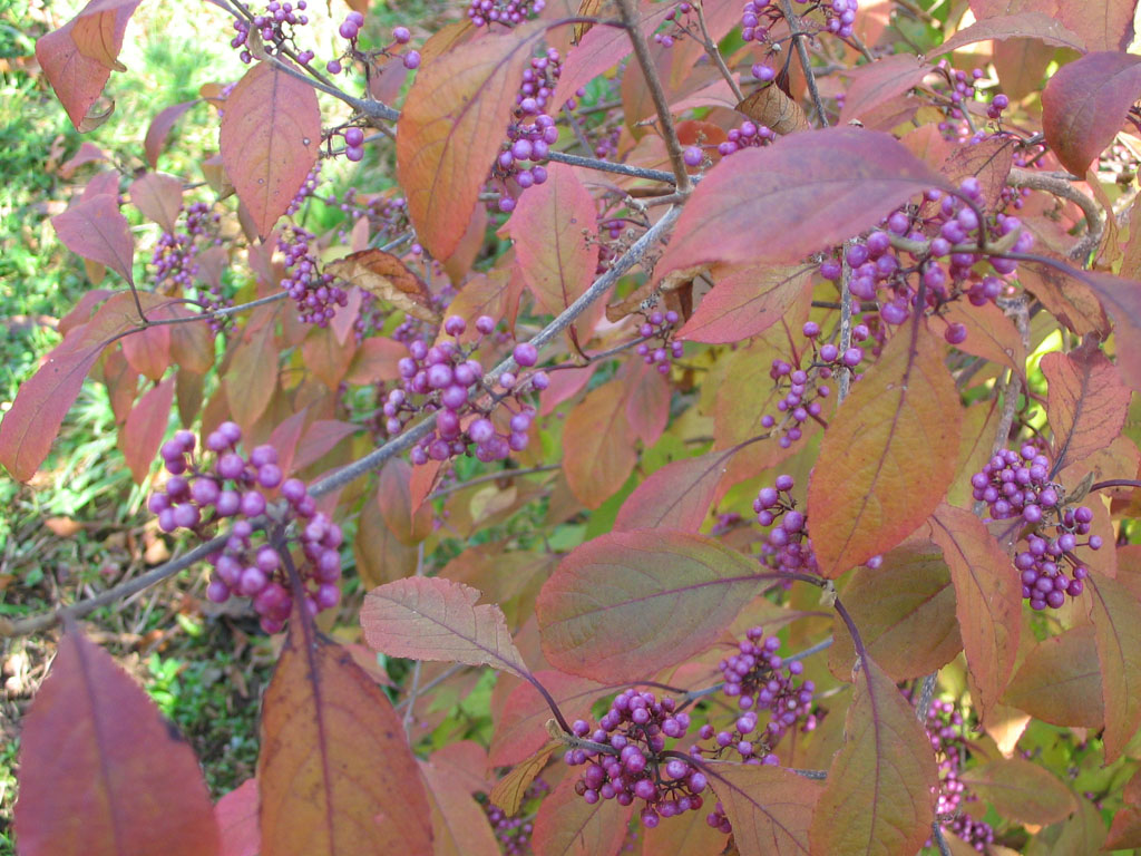 Arboretum du Poërop