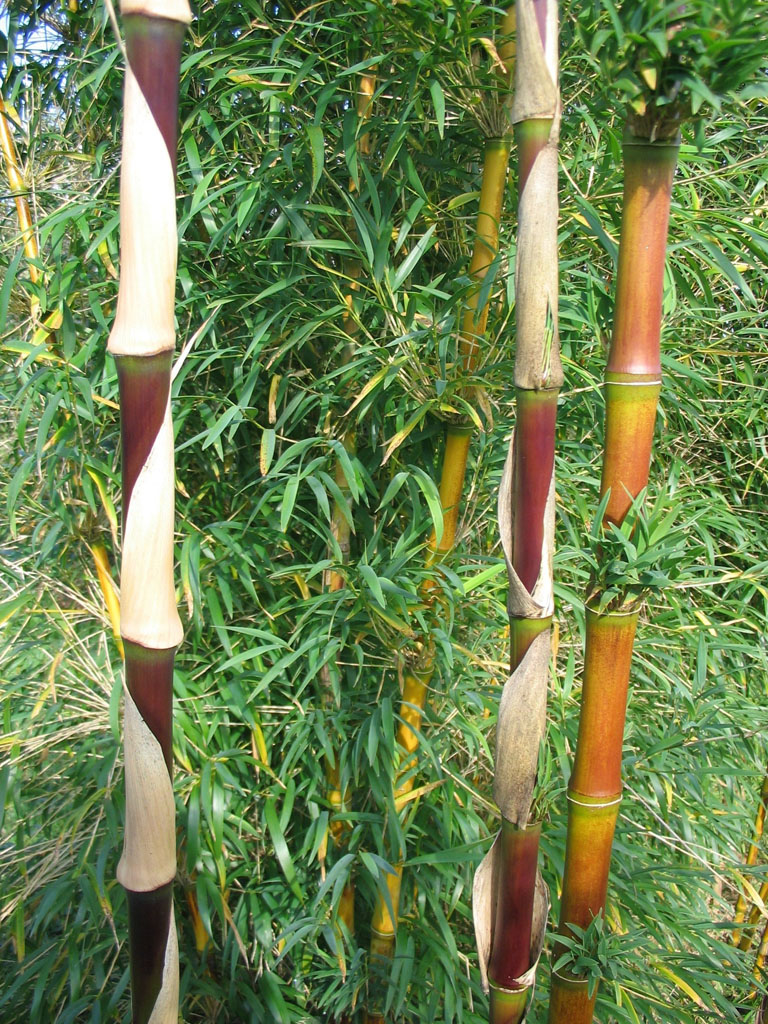 Arboretum du Poërop