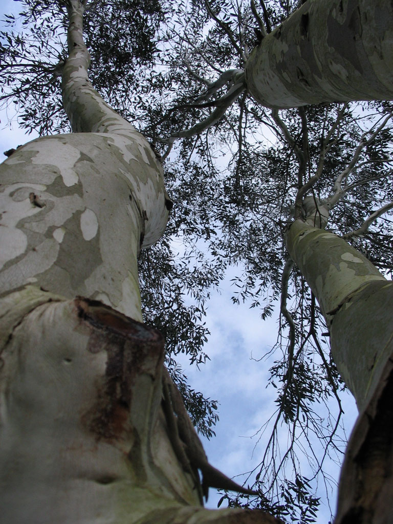 Arboretum du Poërop