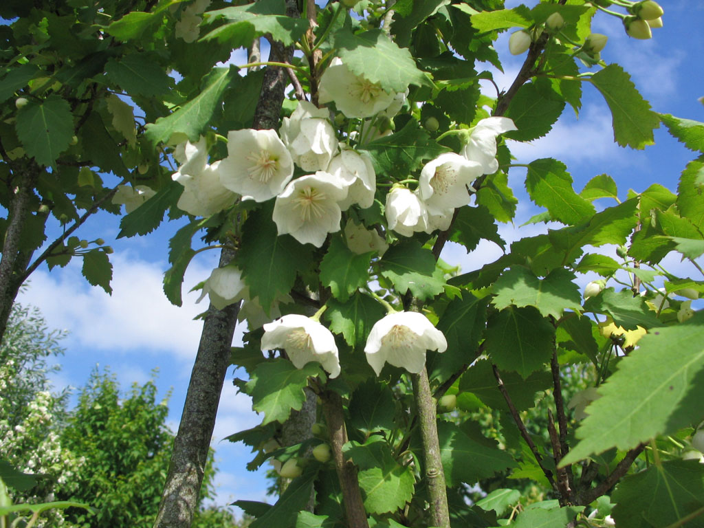 Arboretum du Poërop