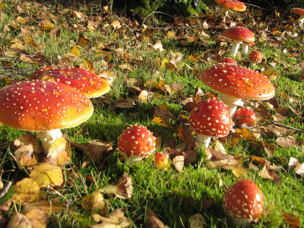 Jardin de St Durec