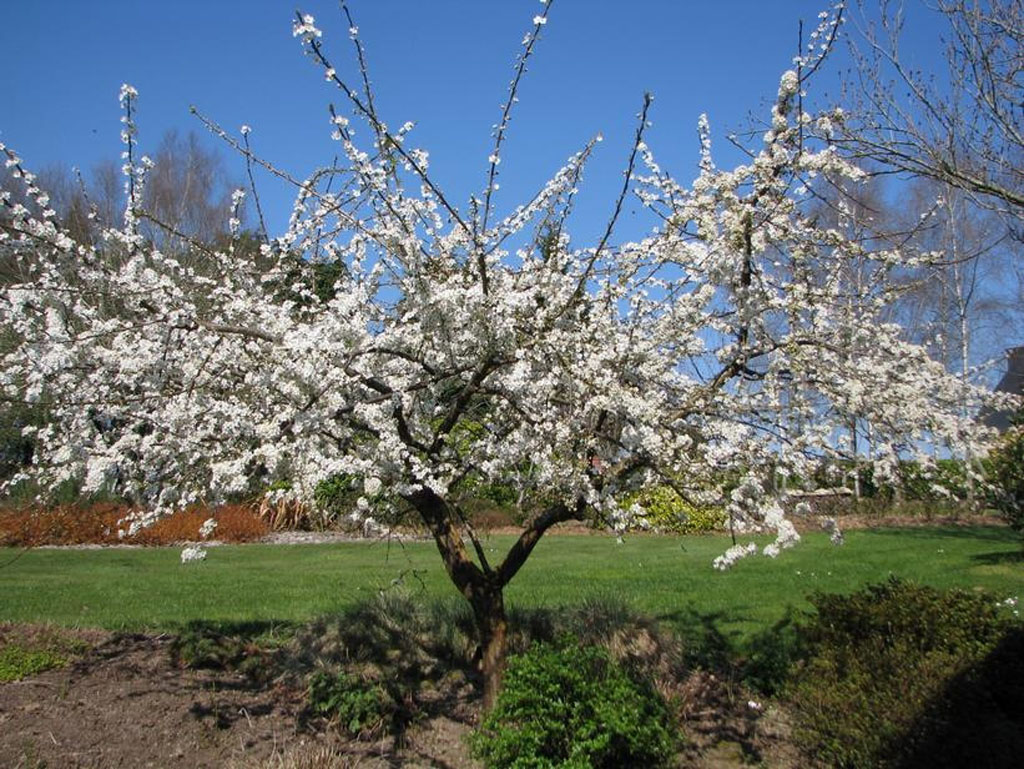 Jardin de St Durec