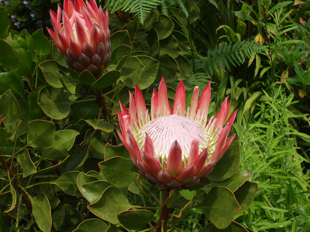 Jardin exotique de Roscoff