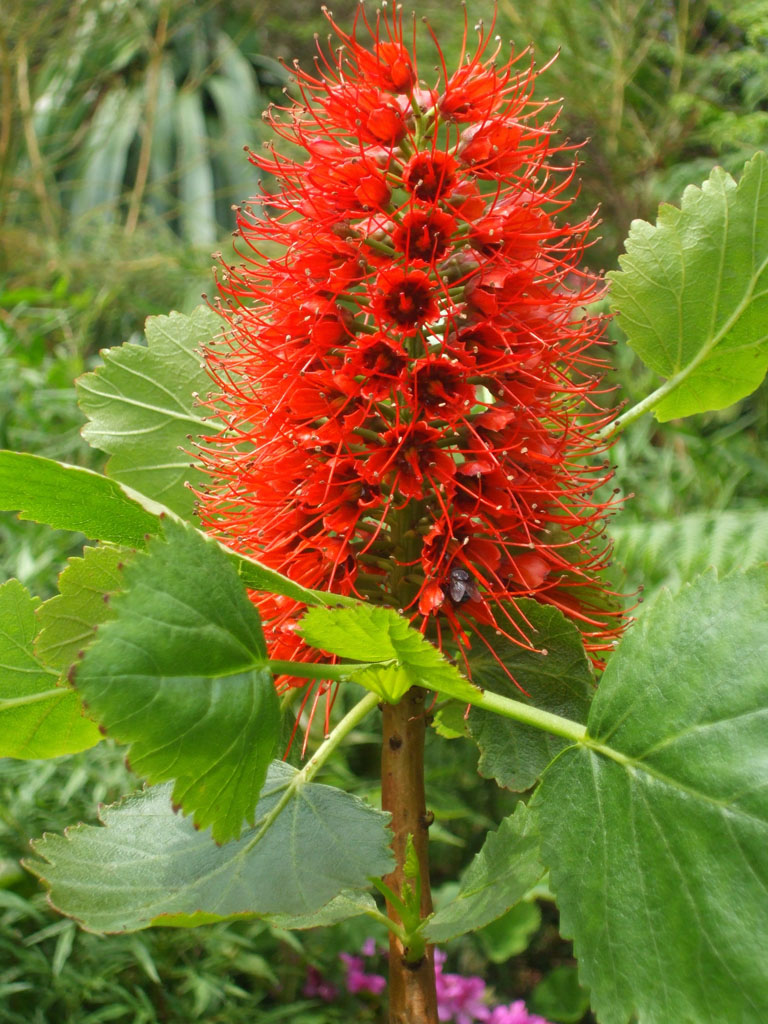 Jardin exotique de Roscoff