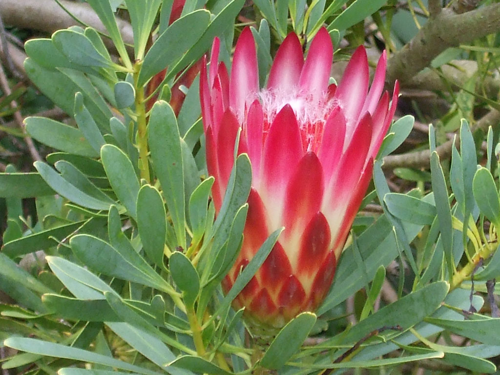 Jardin exotique de Roscoff