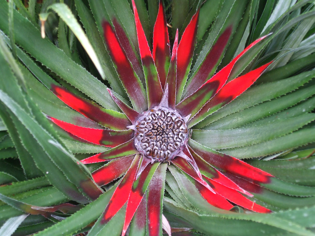 Jardin exotique de Roscoff