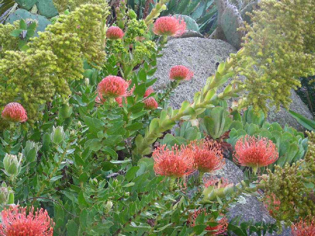 Jardin exotique de Roscoff