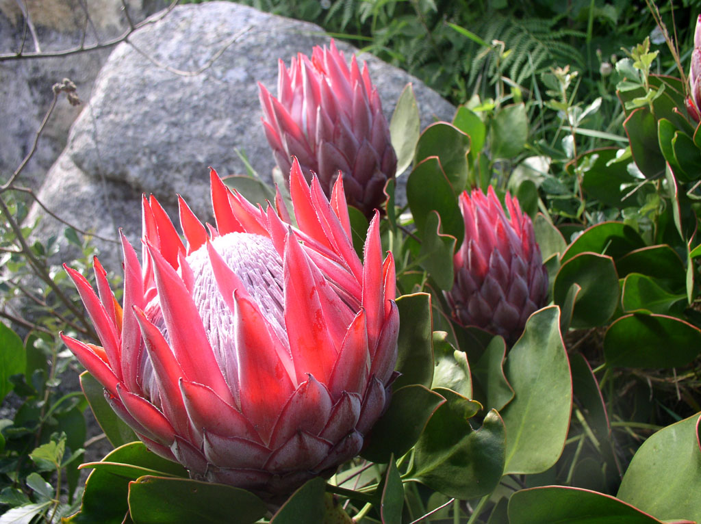 Jardin exotique de Roscoff
