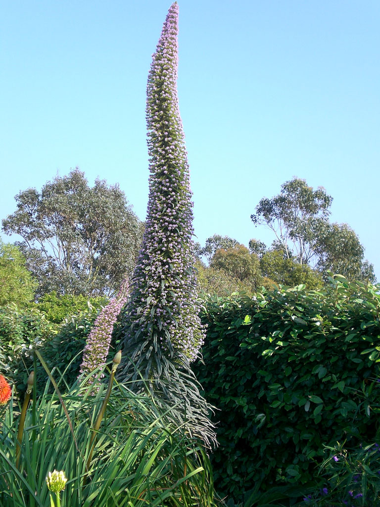 Jardin exotique de Roscoff