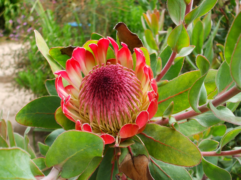 Jardin exotique de Roscoff