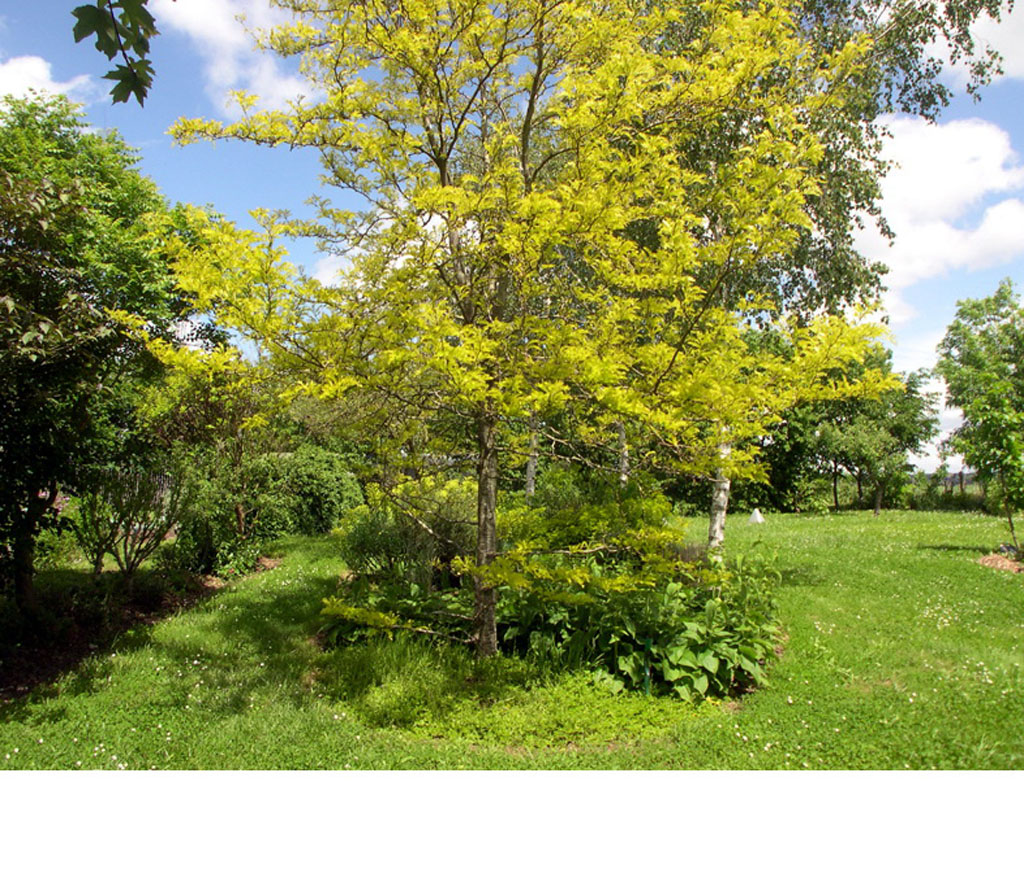Le jardin de la Malmare