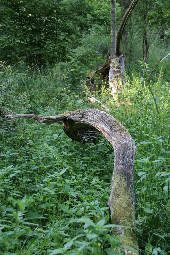 Kerusten