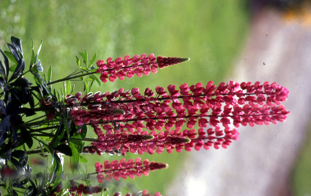 Vénus de Quinipily